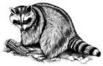 Raccoon