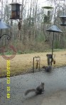 Squirrels at feeders