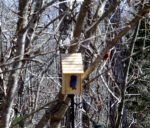 Bluebird checking the house.