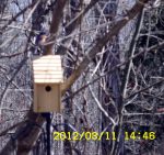 Bluebird checking the house.