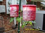 Scarlet Runner Bean in Topsy-Turvy planters.