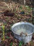 Fresh water, and "apple wood" deer food at the edge of my lawn, at the edge of the woods.