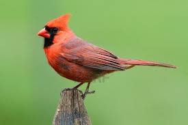 Mr. Cardinal