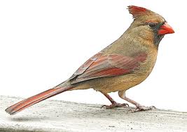 Mrs Cardinal