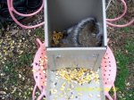 Squirrel inside the feeder