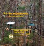 Two woodpeckers at feeders.