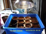 Planted tomato seeds under Grow Light.