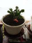 "Christmas" cactus--in March.