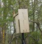 Mama Blue with mealworm