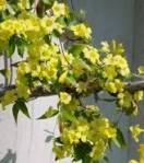 Carolina Jasmine