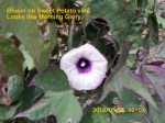 Bloom on Sweet Potato Vine