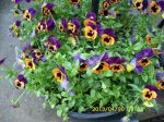 Pansies