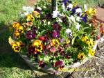 Pansies