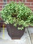 Fuchsia in new planter