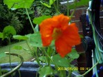 Nasturtium