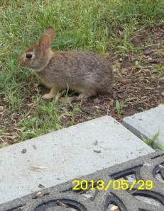 Cottontail rabbit baby