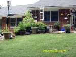 Backyard garden, left side.