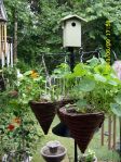 Nasturtiums in hanging baskets