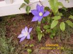 Clematis