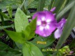 Phlox
