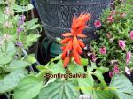 Bonfire Salvia