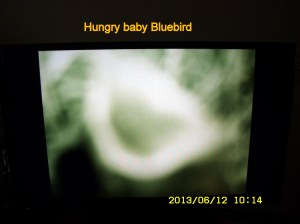 Hungry baby Bluebird
