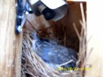Baby Bluebird on the nest