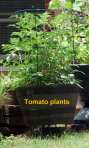 Tomato plants
