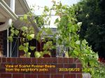 View of Scarlet Runner Beans from neighbor's patio
