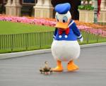 Donald Duck with ducks