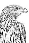 Drawing of eagle