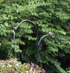 Female Ruby-throated Hummingbird