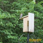 With Canon, Mama on birdhouse.