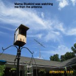 Mama Bluebird on the antenna.