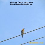 Mama Bluebird on the antenna.