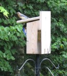 Papa Bluebird feeding the babies.