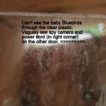 Impossible to see in the nest.