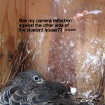 Baby Bluebirds in the nest at noon.