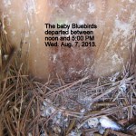 The babies departed between noon & 5.