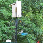I can't decide. Is that a recently fledged baby Bluebird?
