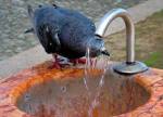 Pigeon at water fountain