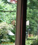 Ruby-throat & Bluebird