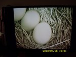 Three eggs in Bluebird nest