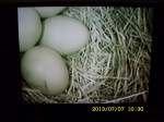 Four Bluebird eggs