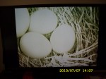 Four Bluebird eggs in the nest
