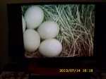 Five Bluebird eggs