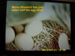 Mama Bluebird just ate the egg shell.