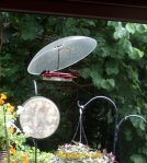 Male & female Ruby-throated Hummingbirds