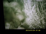 Babies in nest