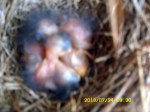 Four baby Bluebirds on the nest.